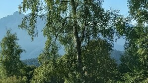 En landsväg som leder till en liten byggnad med ett sluttande tak, omgiven av träd och gräs.