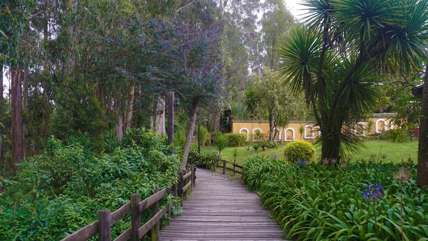 A wooden pathway leading through a lush garden with various plants and trees.