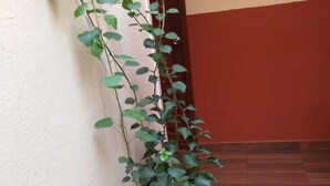 A potted plant with green leaves against a wall and wooden floor. - Hostal Downtown Quito (Quito)