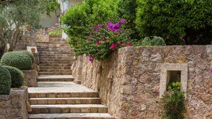 Una escalera de piedra con peldaños que conducen a un edificio, rodeada de exuberante vegetación y plantas en flor.