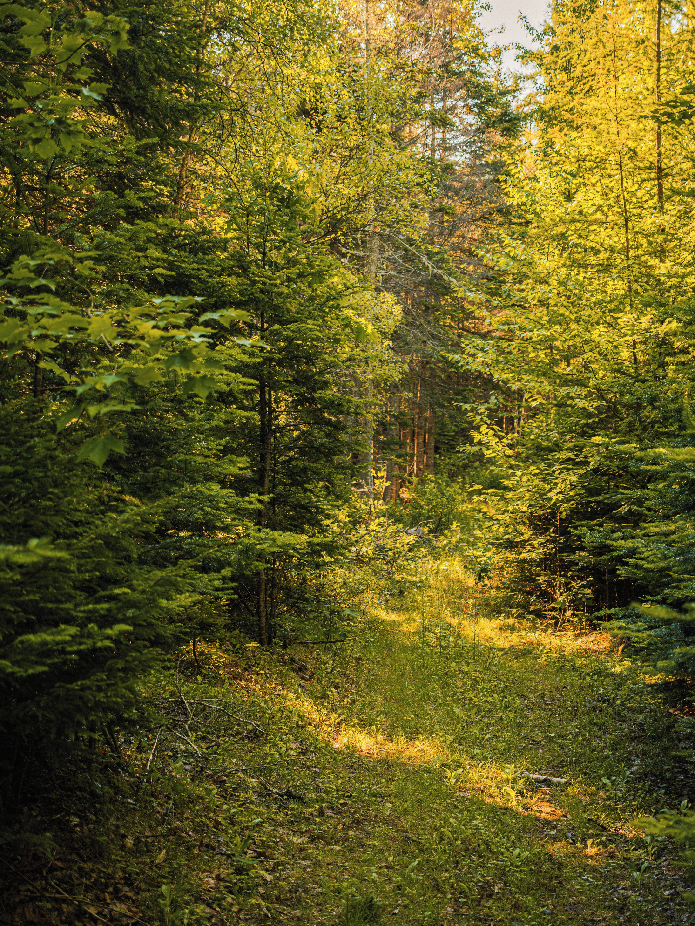 Une forêt dense, composée de différentes espèces d’arbres et d’une végétation arbustive abondante.