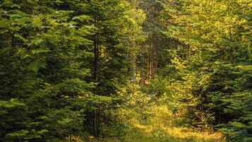 Une forêt dense, composée de différentes espèces d’arbres et d’une végétation arbustive abondante.