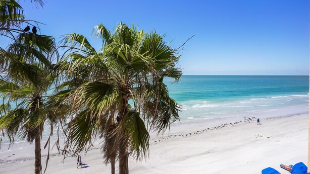A beach with palm trees, a clear blue sky, and a calm sea.