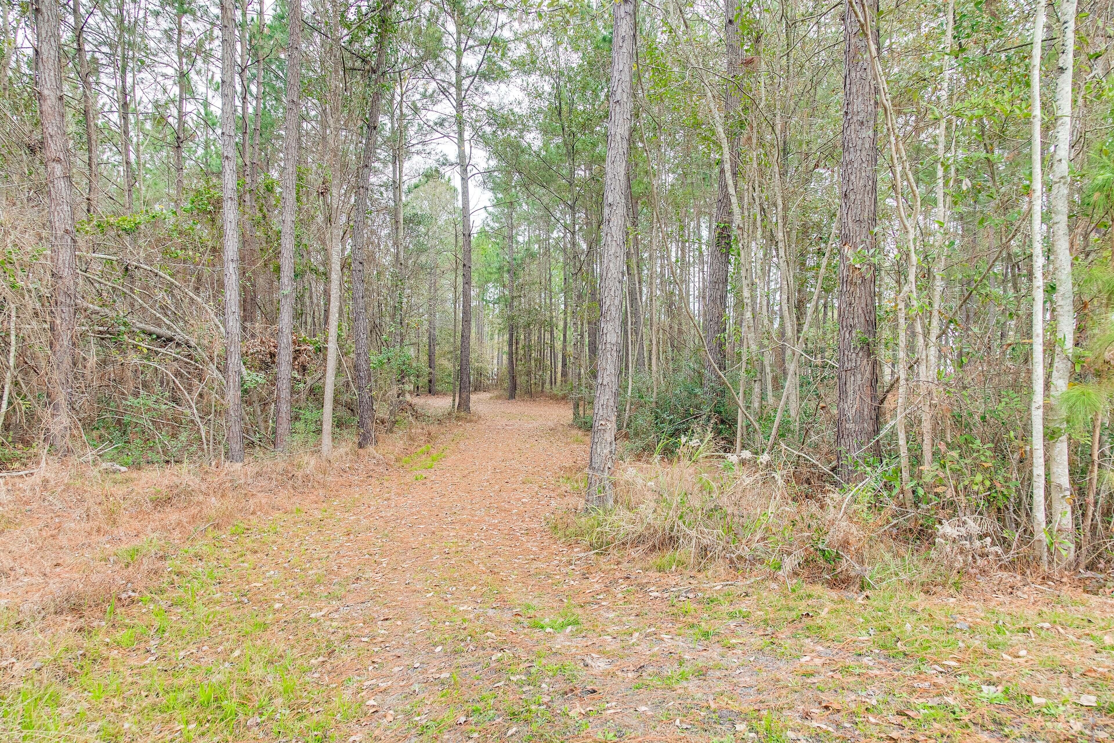 A forested path with tall trees and a dirt trail.