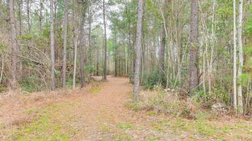 A forested path with tall trees and a dirt trail.