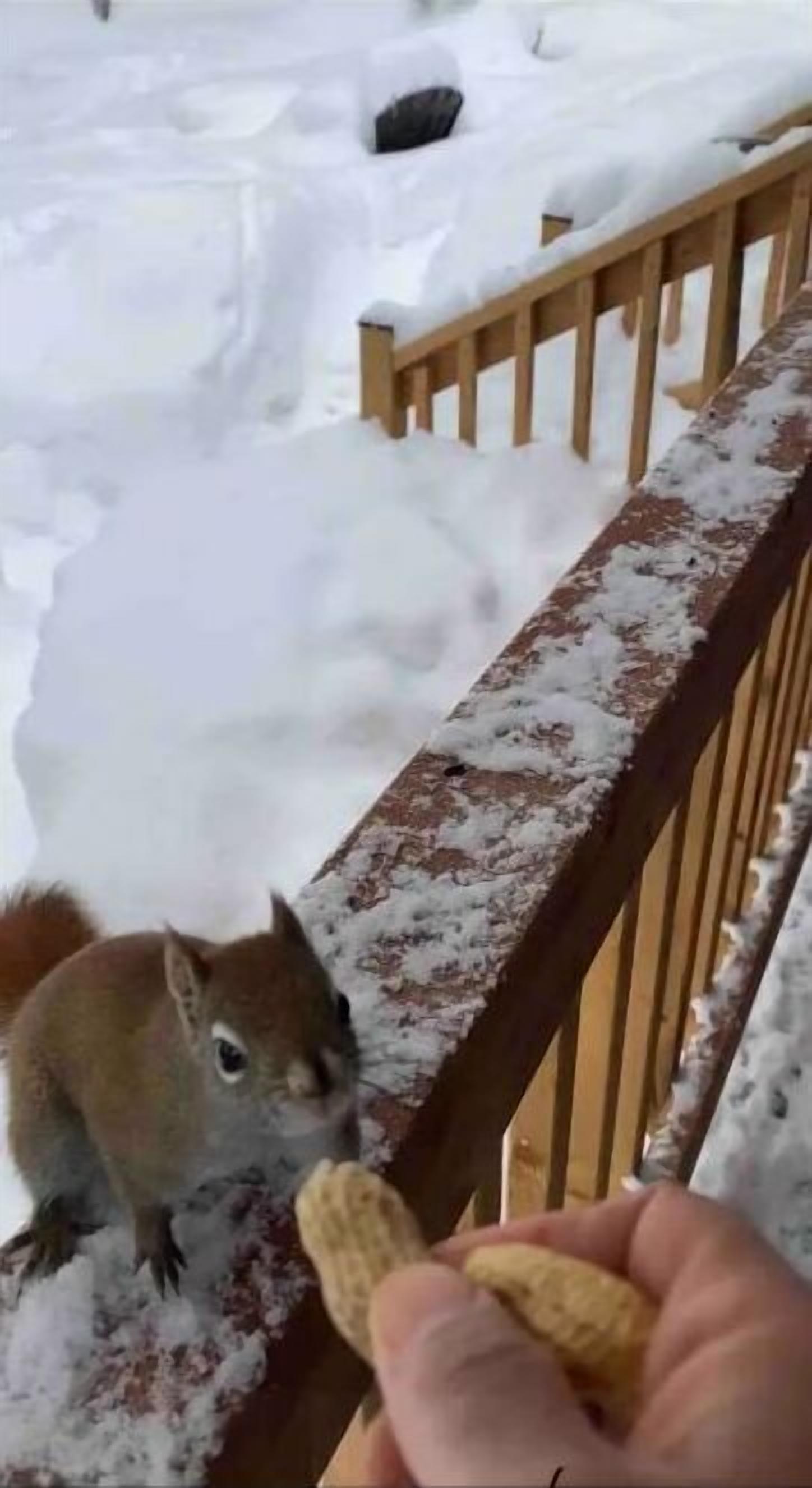 Een eekhoorn op een houten leuning, bedekt met sneeuw.