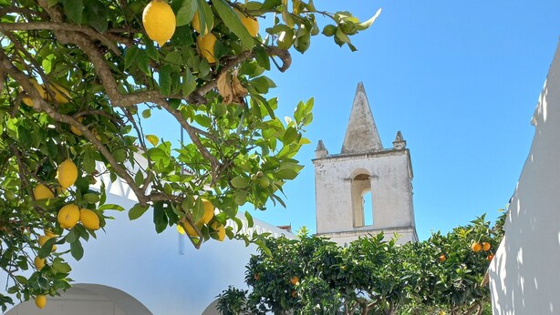 Un patio con un limonero y un edificio blanco con arcos, con una torre de campanas al fondo.