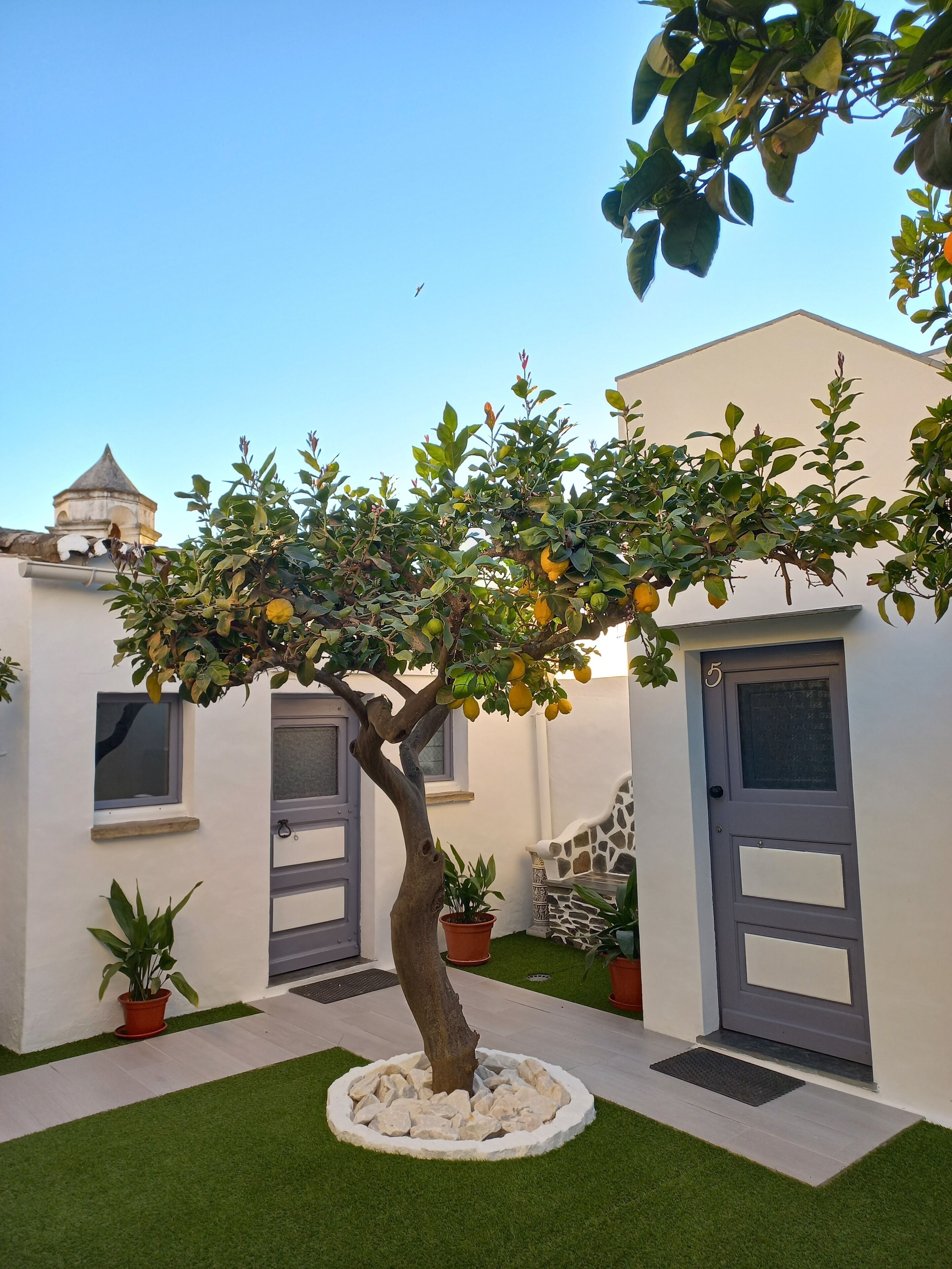 Un árbol con frutos amarillos en un patio con un edificio blanco, un banco de piedra y una puerta marcada con el número 5.