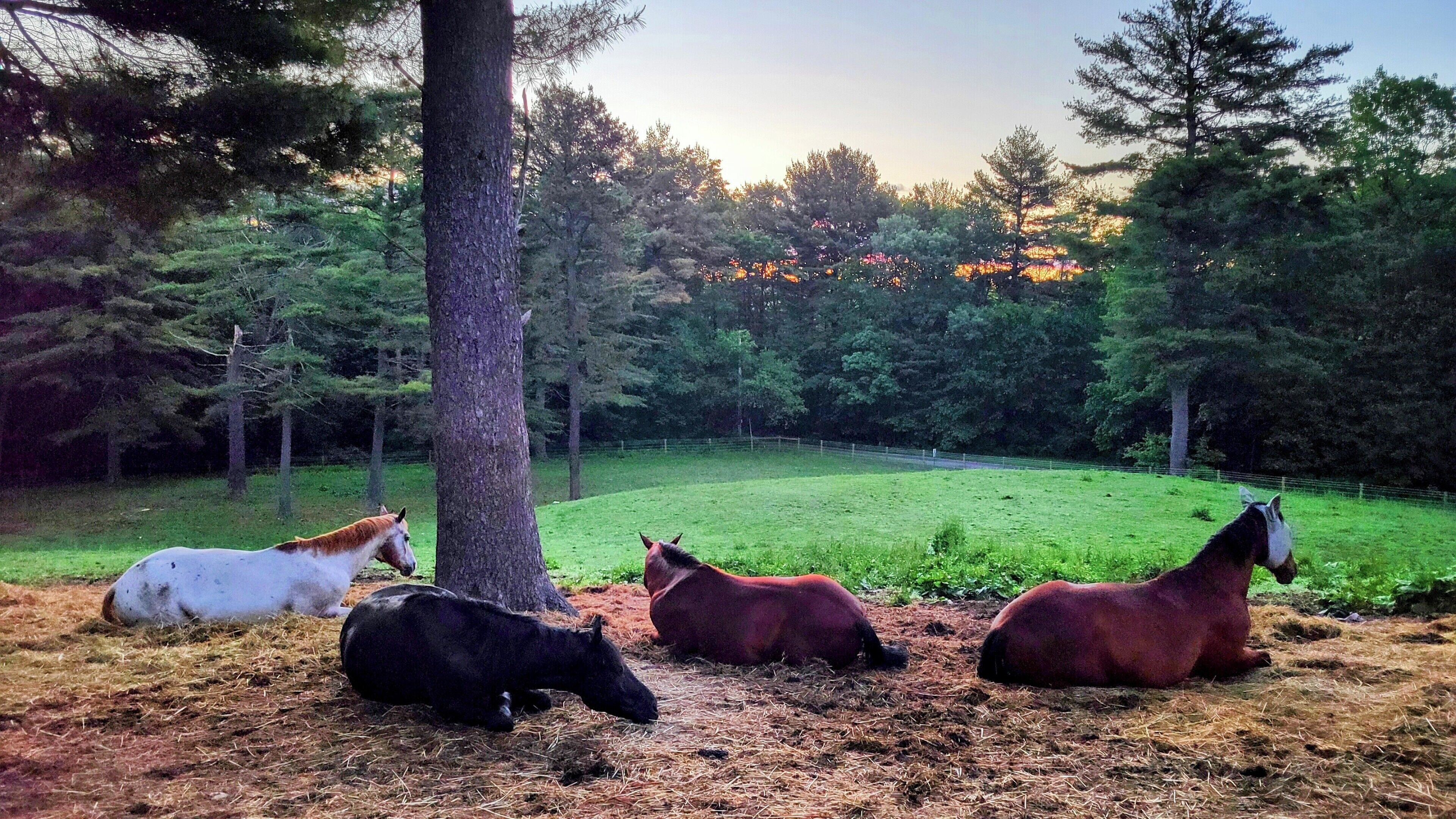 Three horses resting in a grassy field with trees in the background.