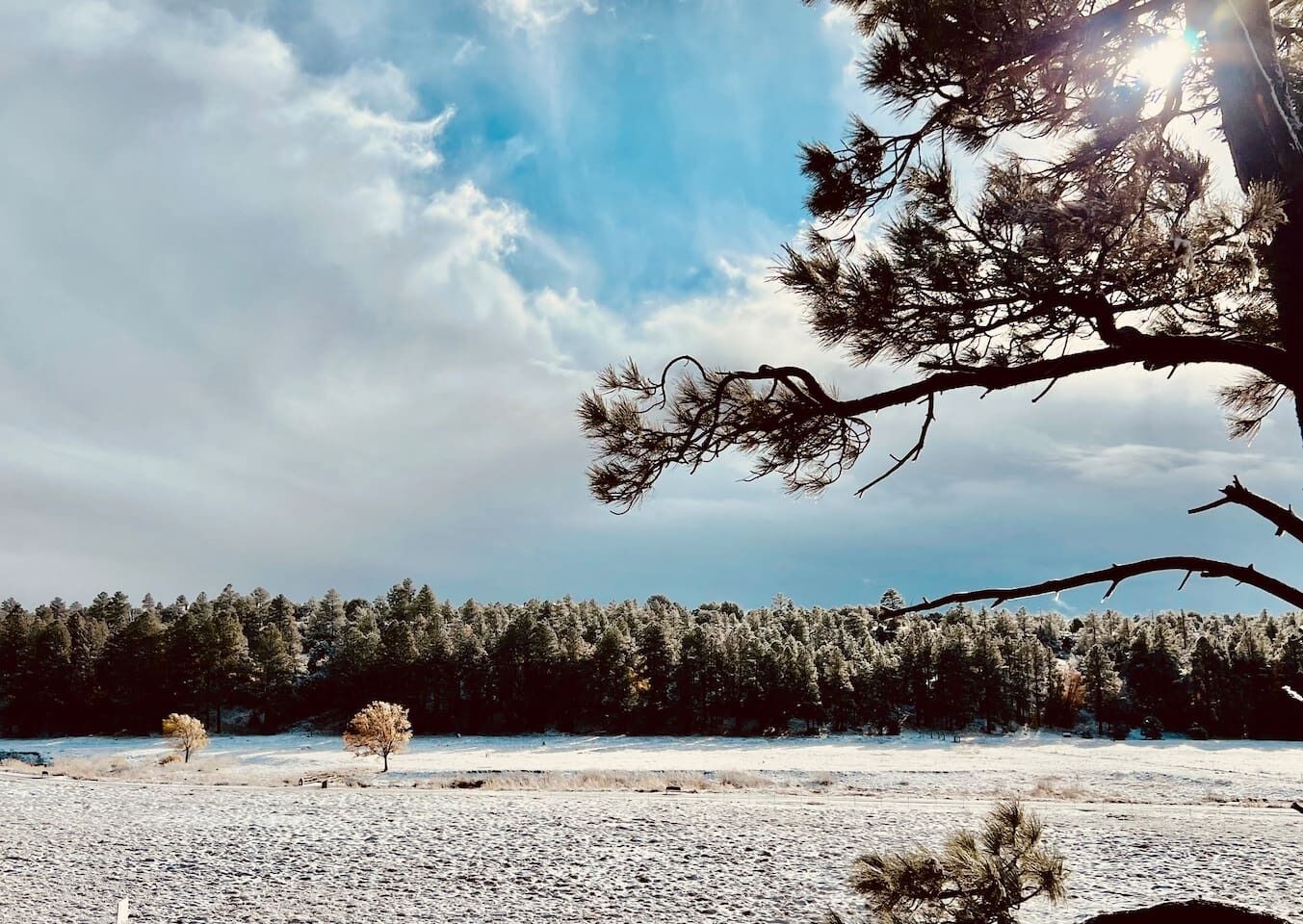 Een besneeuwd landschap met een dicht bos op de achtergrond en een heldere lucht.