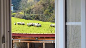 Une vue d’un champ verdoyant où paissent des moutons, avec une structure en bois et des arbres en arrière-plan.