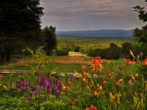 A view of a lush garden with various flowers and a distant landscape.
