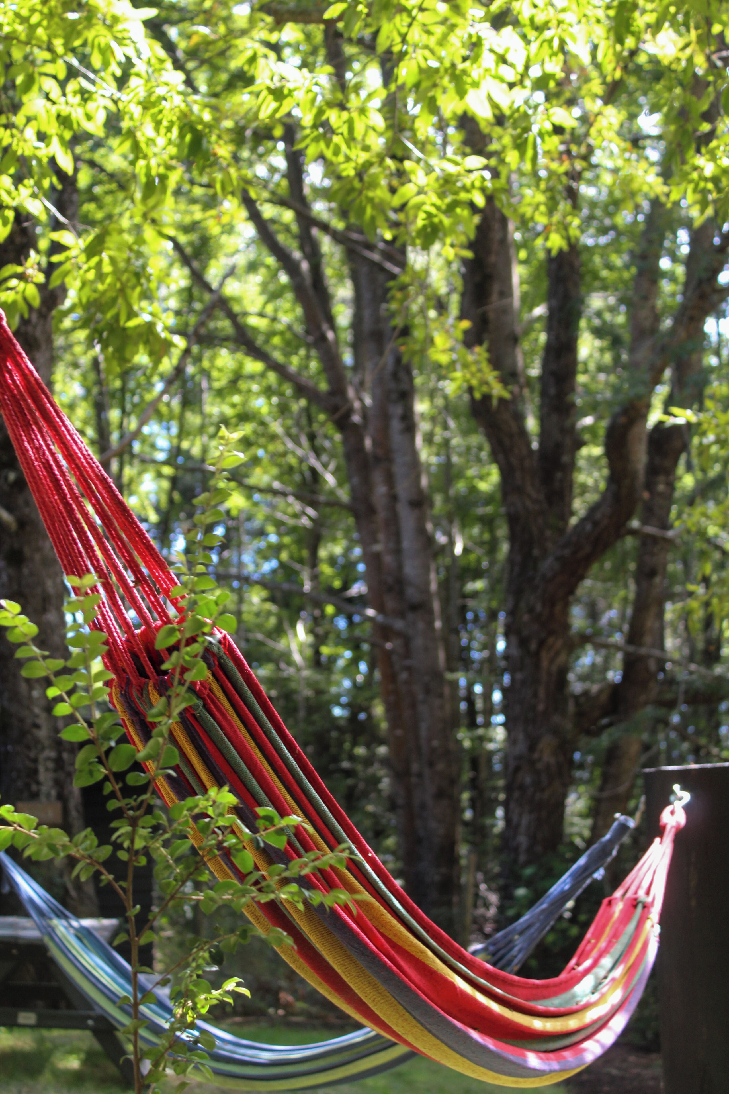 A hammock hanging between trees in a forested area.