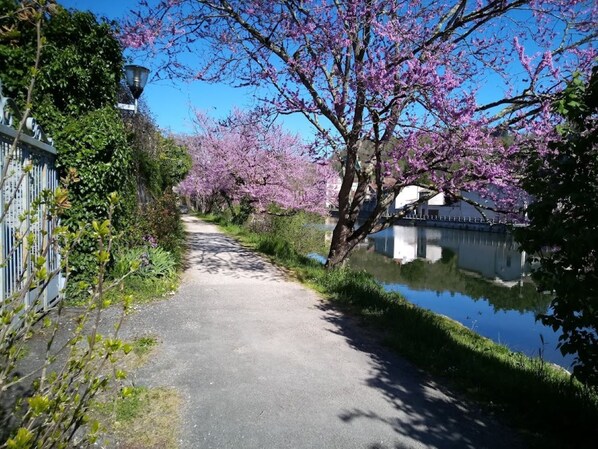 A narrow pathway flanked by blooming trees and a calm water body, leading to a building with a white facade. - My house by the water (Villefranche-de-Rouergue)