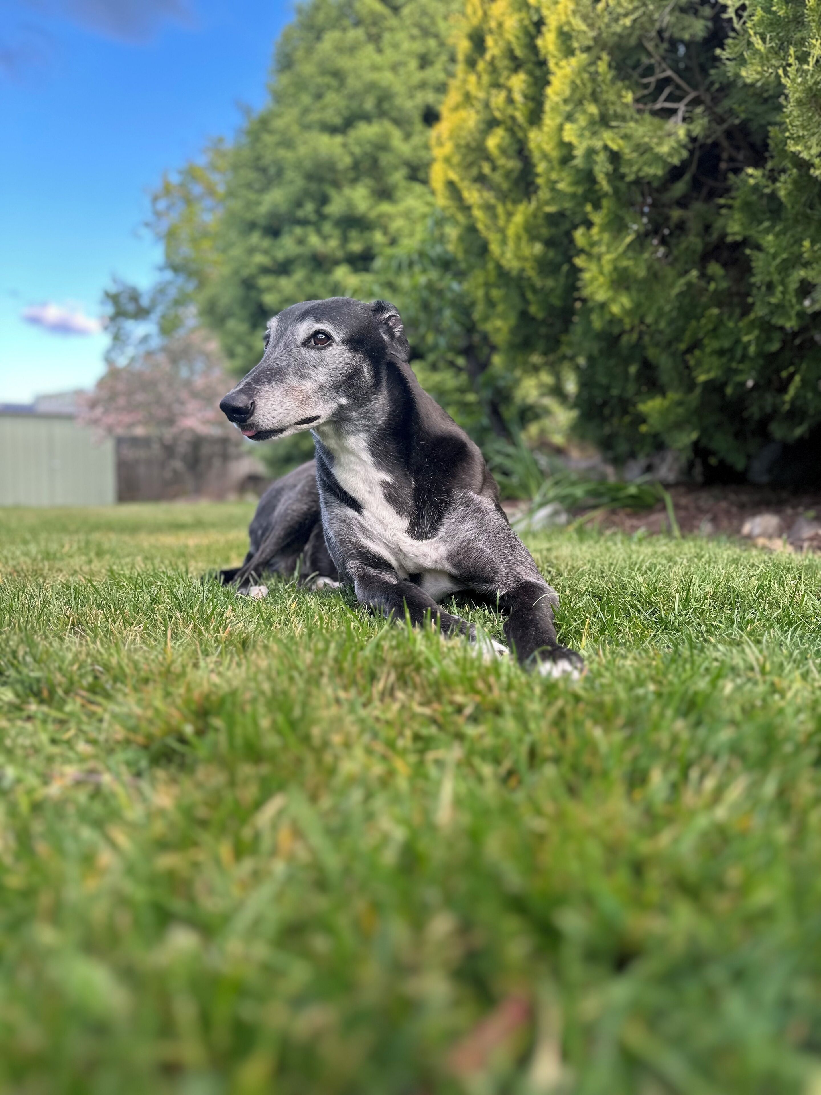 Un chien allongé sur l’herbe, avec des arbres et un bâtiment en arrière-plan.