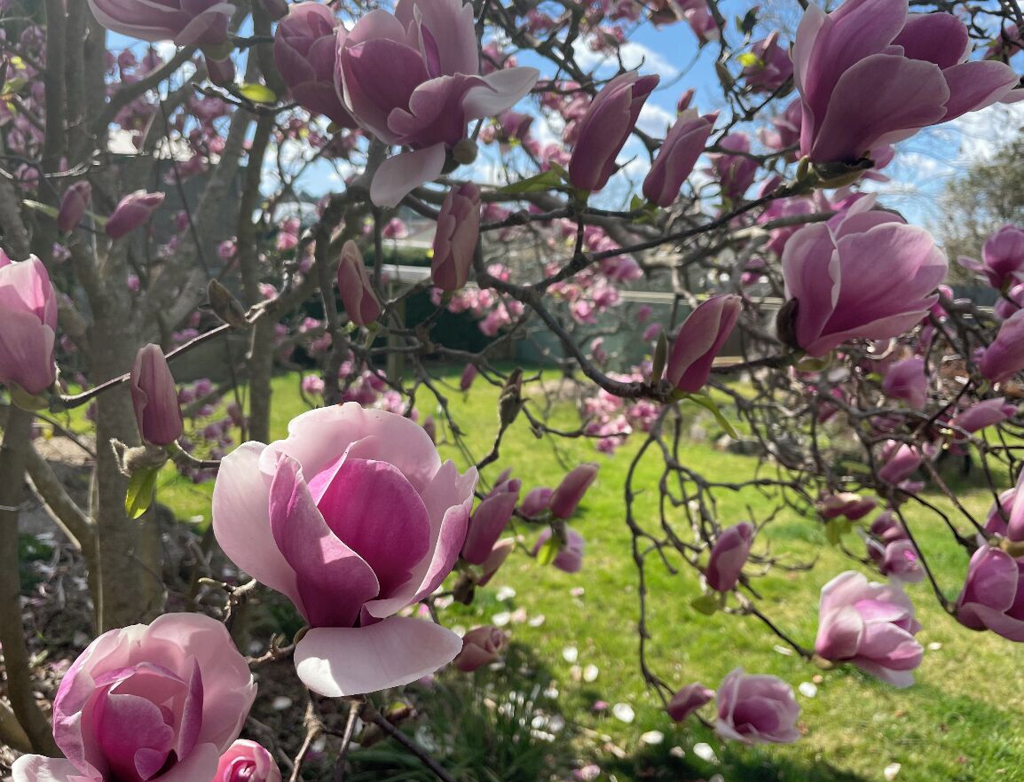 A magnolia tree with pink flowers in full bloom.