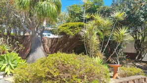 Un giardino con un albero grande, diversi arbusti e una pianta in vaso.