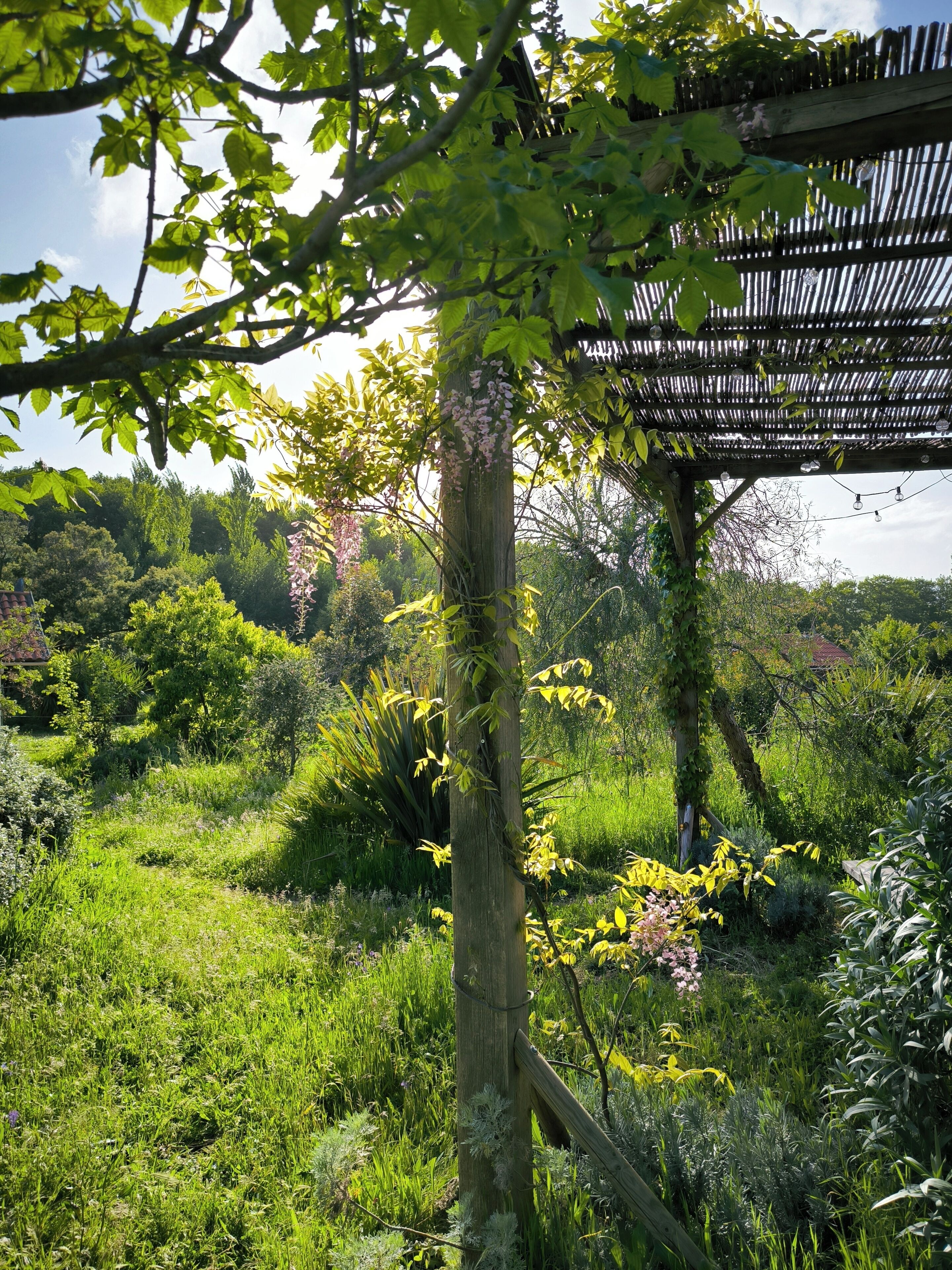 Ein Garten mit einer Pergola, üppigem Grün und verschiedenen Pflanzen.