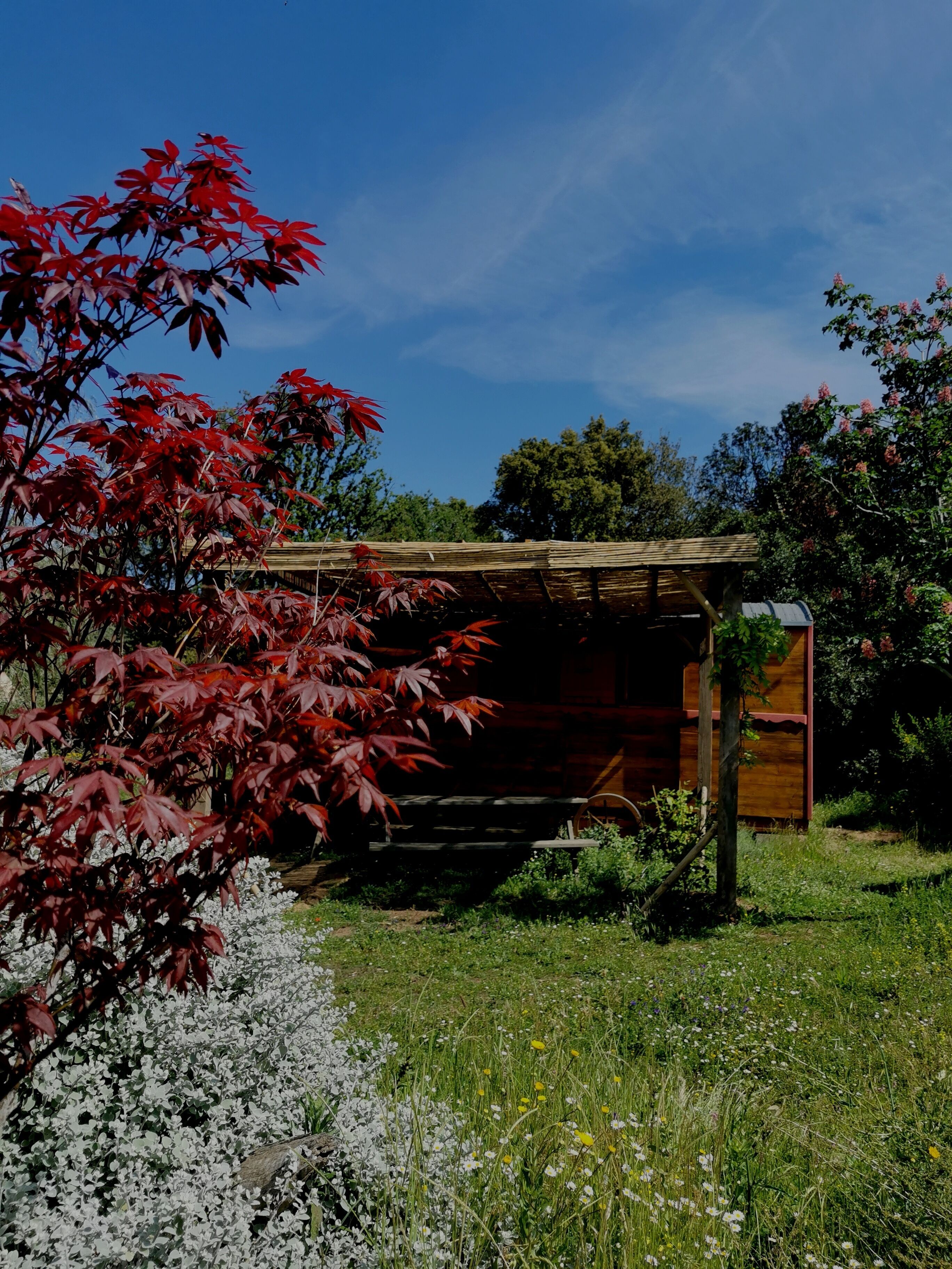 Una cabaña de madera con techo inclinado, rodeada por un jardín con follaje rojo y flores blancas.