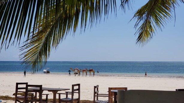 A beach with palm trees, a sandy shore, and a few people and camels.