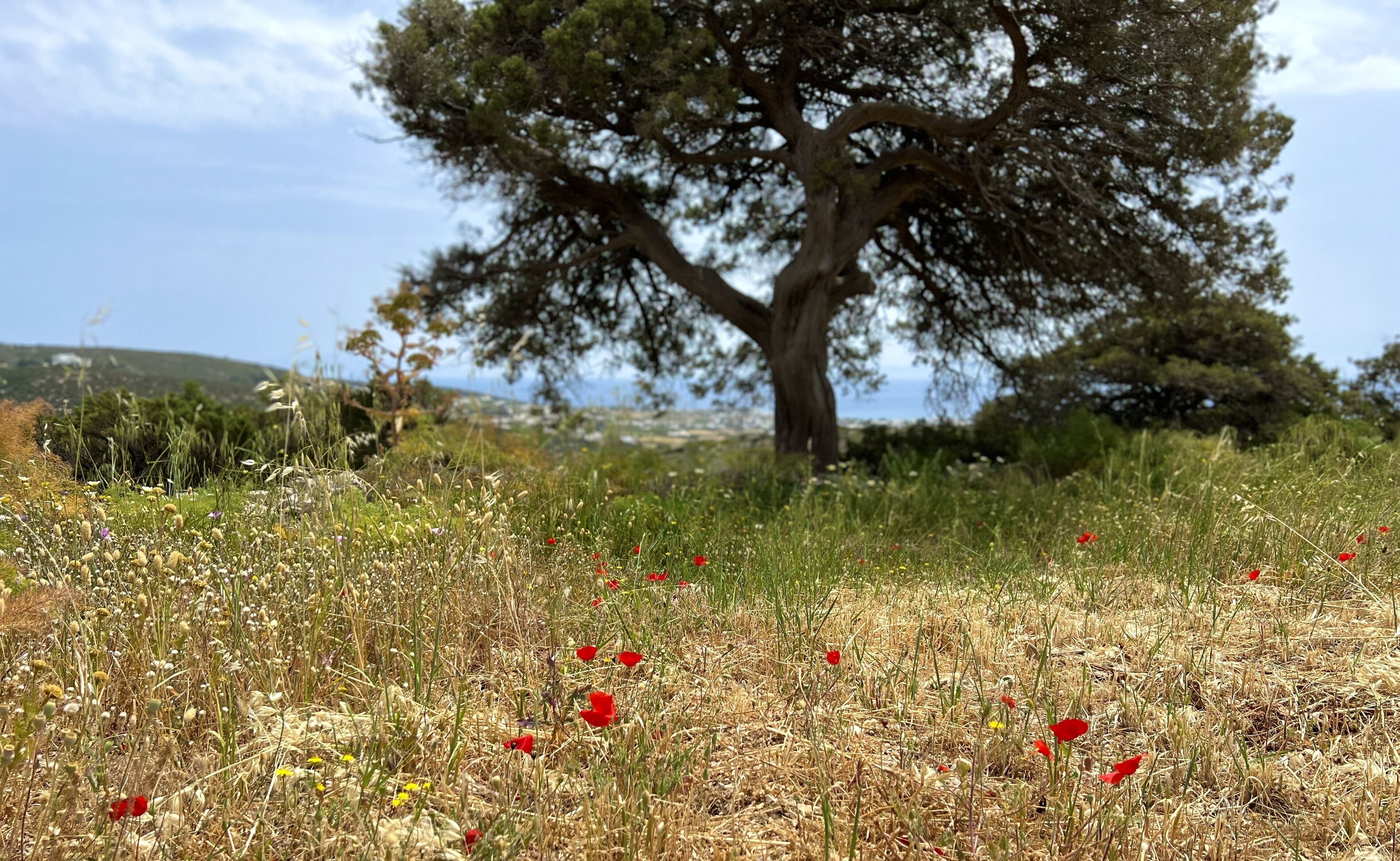 Un paysage naturel caractérisé par un arbre imposant et un champ de fleurs sauvages.