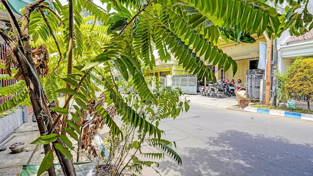 Vista de calle con una fila de motocicletas estacionadas, un edificio con un letrero amarillo y un árbol de hojas verdes.