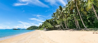 Under the Mango Trees