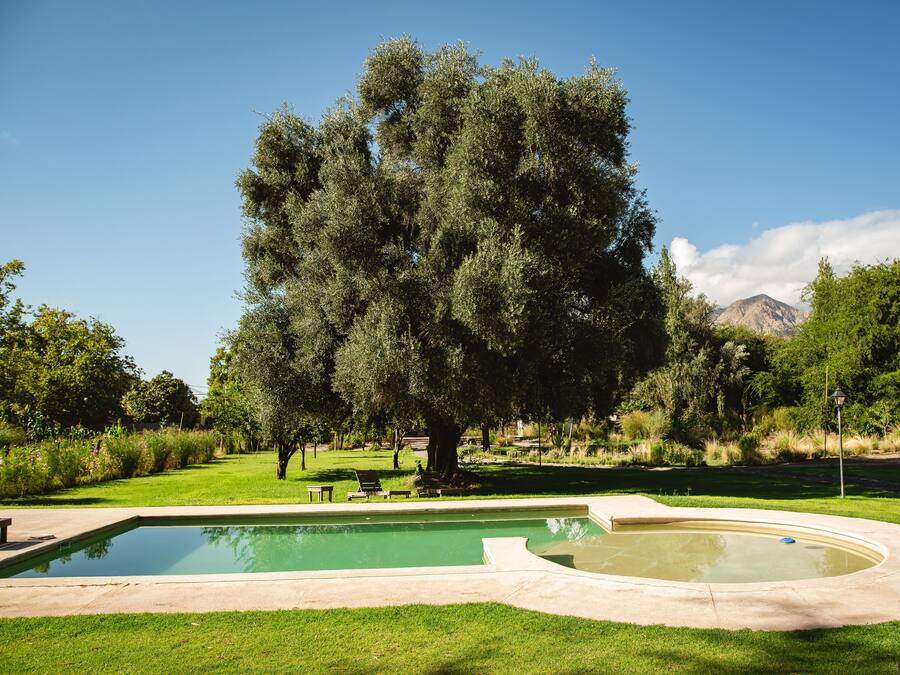 A swimming pool with a curved edge, surrounded by a grassy area and trees.