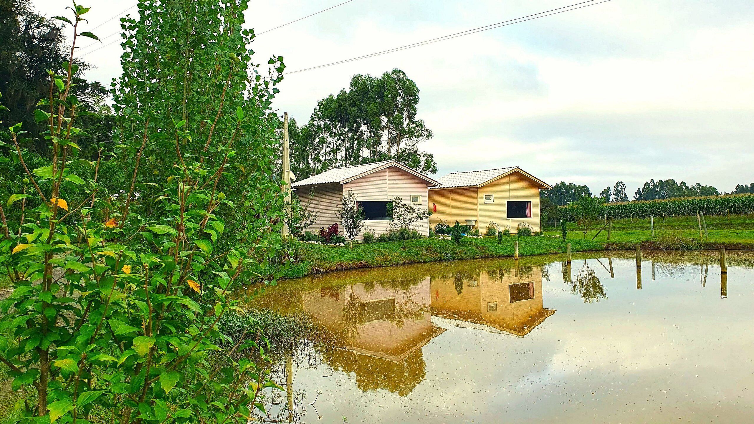 A house with a pond in front, surrounded by greenery.