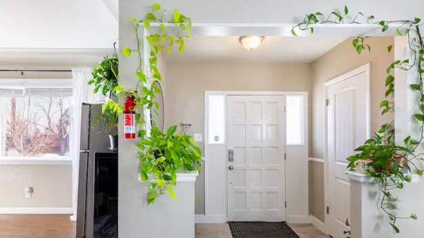 A hallway with a white door, a fire extinguisher, and green plants.