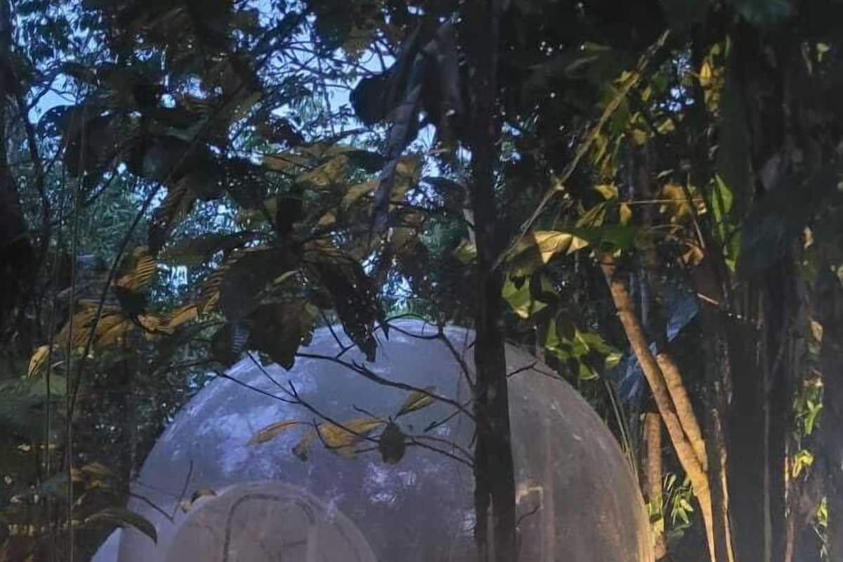 A transparent dome structure surrounded by trees and illuminated by string lights.