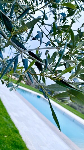 Seasonal outdoor pool, pool umbrellas, sun loungers - B&B Villa Maggi (Locorotondo)