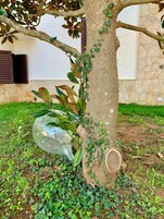Un árbol con hojas verdes y una botella de plástico transparente colgando de sus ramas.