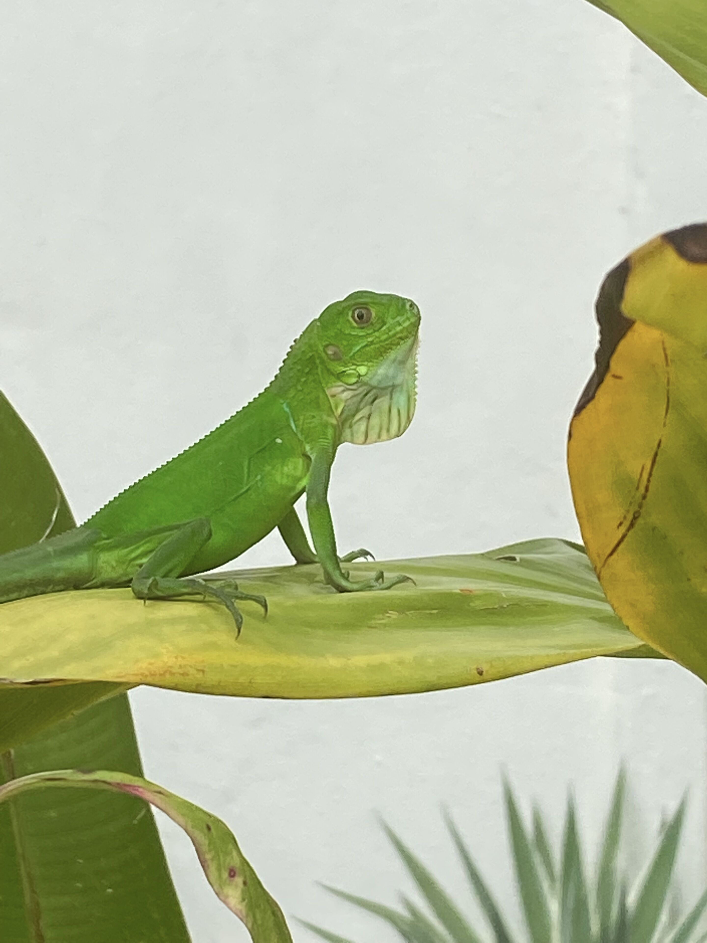 Een groene hagedis op een blad.