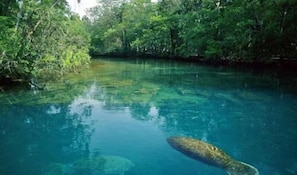 A clear view of a river surrounded by dense greenery. - Good Location / Good people AND GOOD VIBES ONLY  (Spring Hill)
