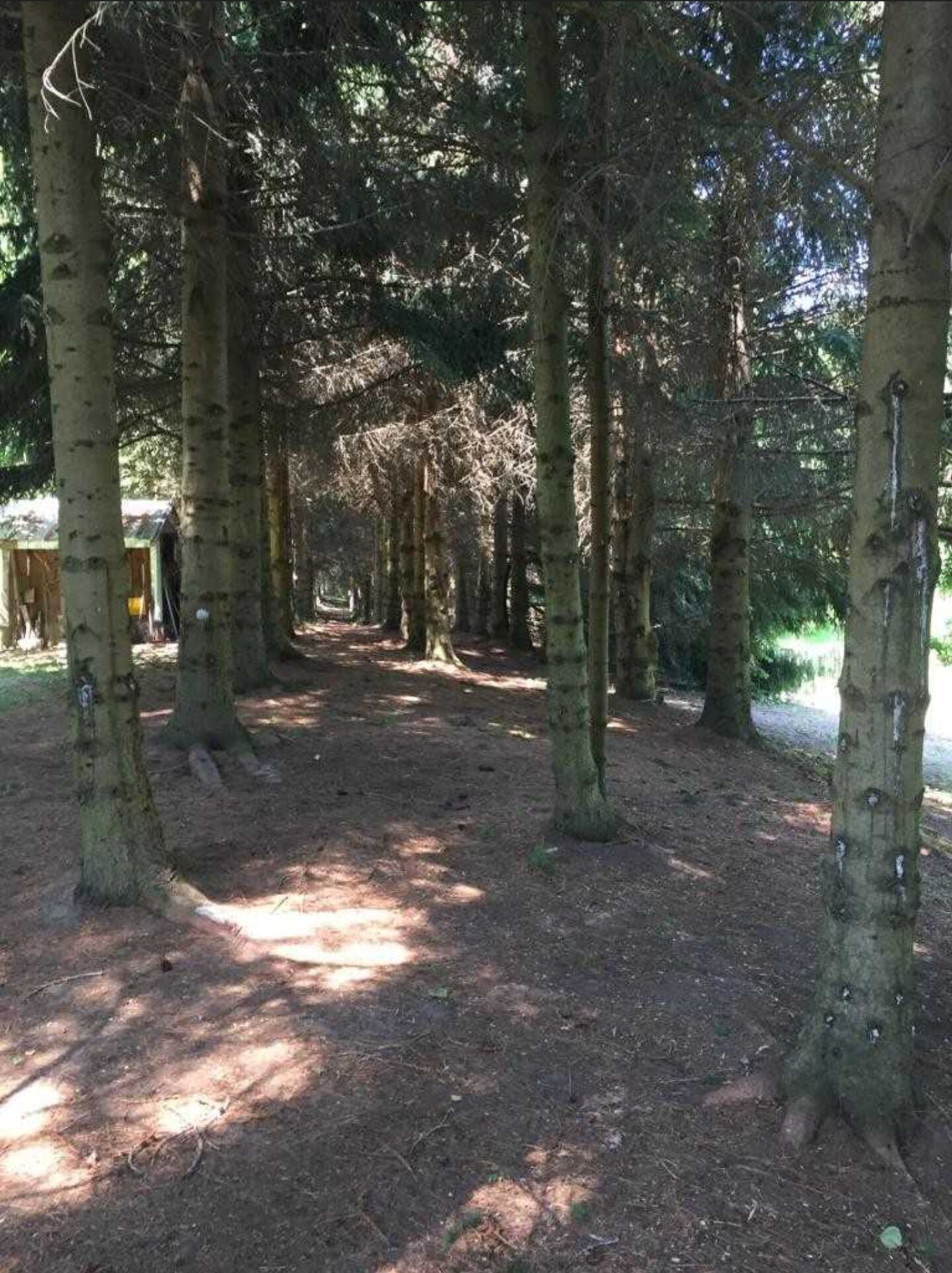 Un'area boscosa con alberi alti e un sentiero sterrato.