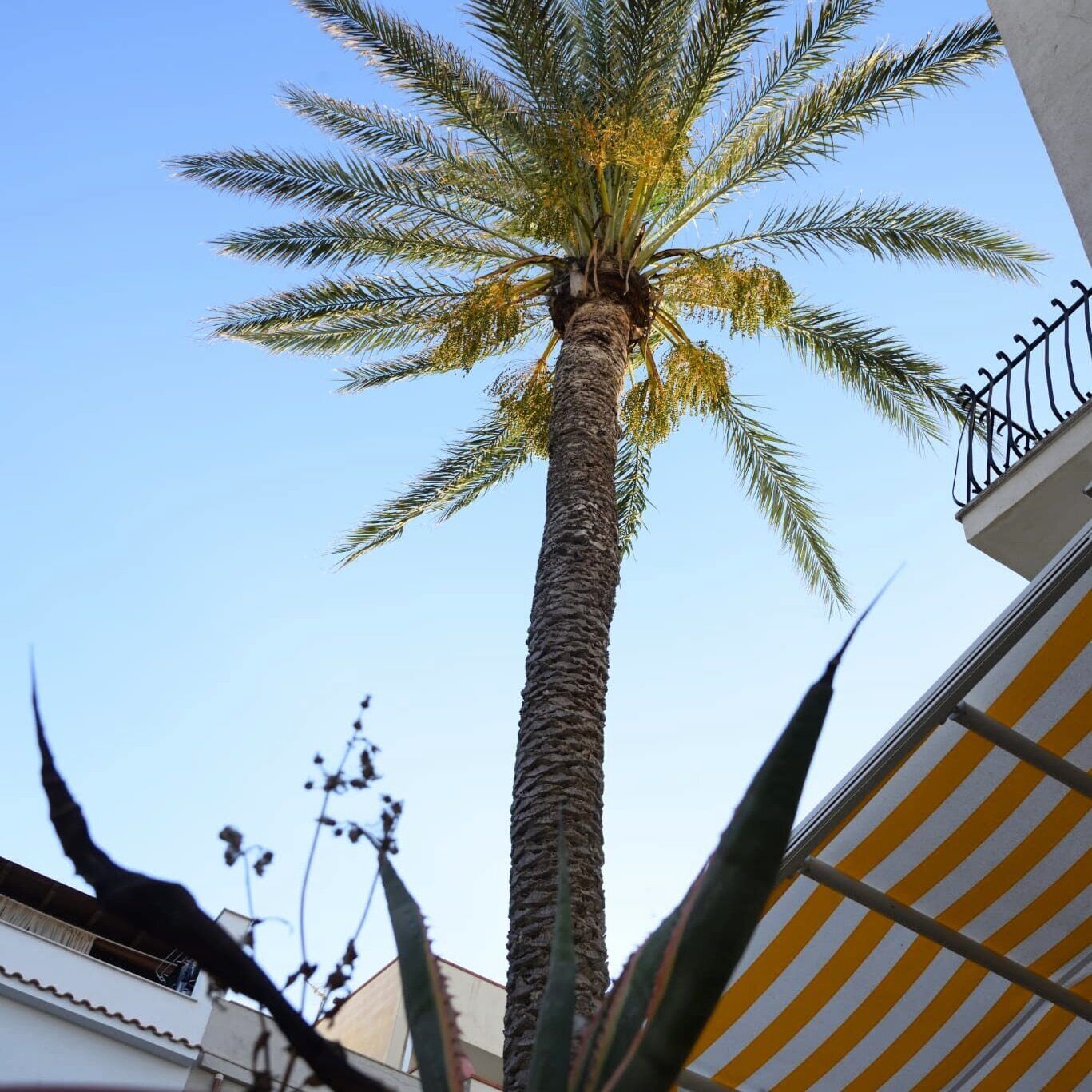 A tall palm tree with a clear blue sky in the background.