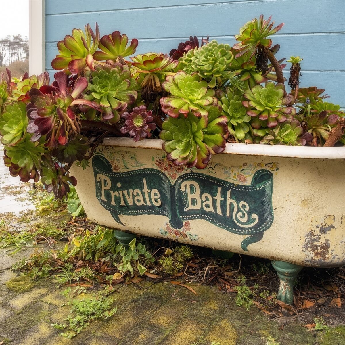 A vintage bathtub filled with various succulents and labeled "Private Baths".