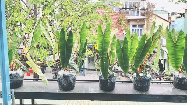 Potted plants on a balcony with a view of buildings and a street. - An's family homestay (Da Nang)