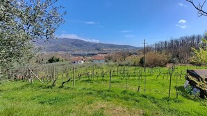 A vineyard with rows of grapevines, a small building, and houses in the background. - Holiday Home 'Da Chicca' with Countryside View, Wi-Fi & Air Conditioning (Bolano)