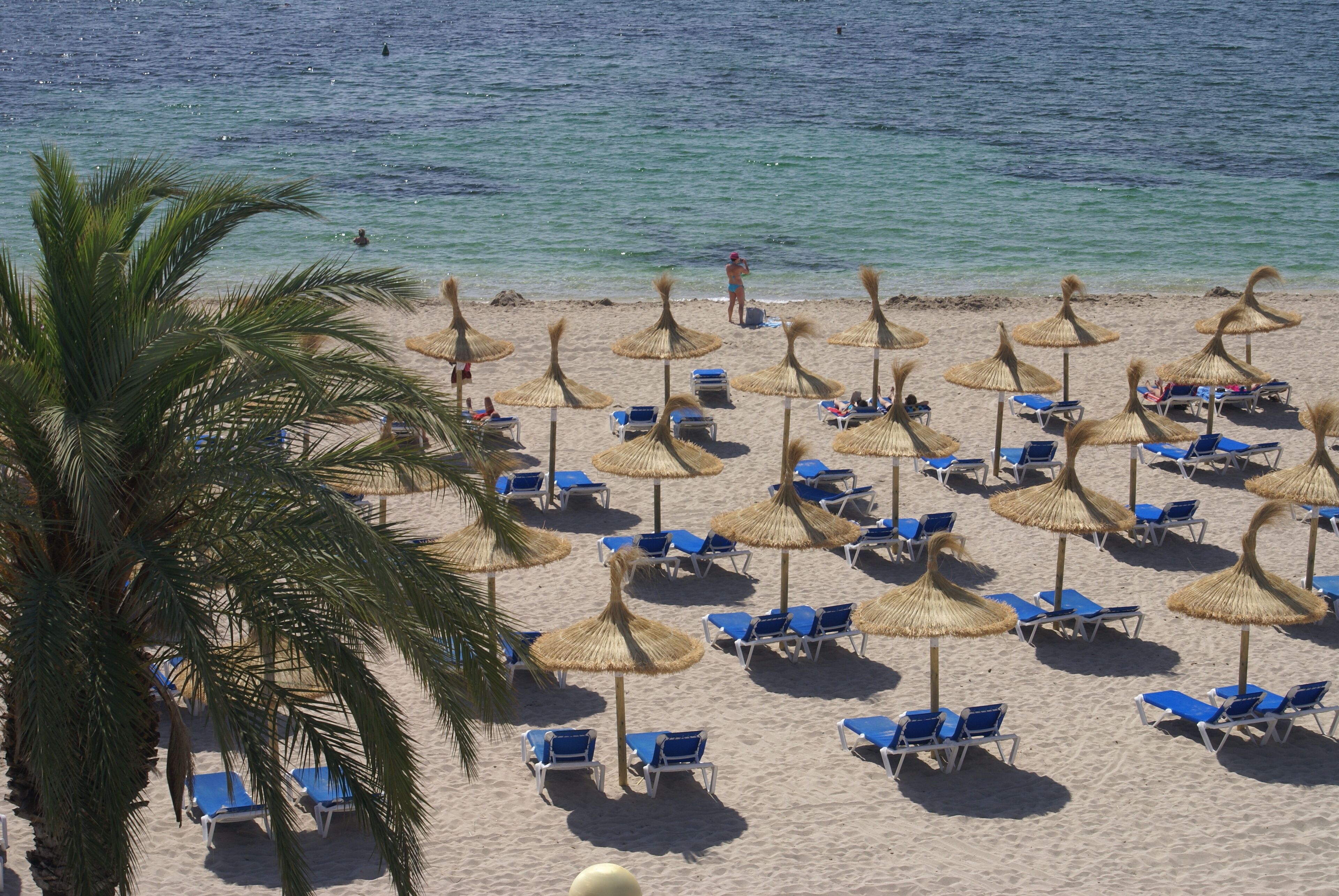 A beach with rows of blue lounge chairs and thatched umbrellas, palm trees, and a clear view of the sea.