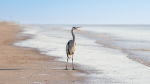 Un ave parada en la playa.