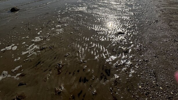 A beach with a clear sky and sunlight reflecting on the wet sand. - Walk to the Beach! Two bedroom cottage in Swifts Beach community. (Wareham)