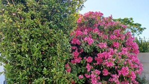 A garden with a variety of plants and flowers, including a bush with pink flowers and a tall tree with green leaves. - 12 km St Gilles Croix de Vie to Coex. Sea, Golf, 3 lakes. 25 km Sables d'olonne  (Coëx)