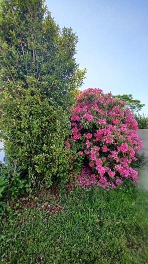 Property grounds - 12 km St Gilles Croix de Vie to Coex. Sea, Golf, 3 lakes. 25 km Sables d'olonne (Coëx)