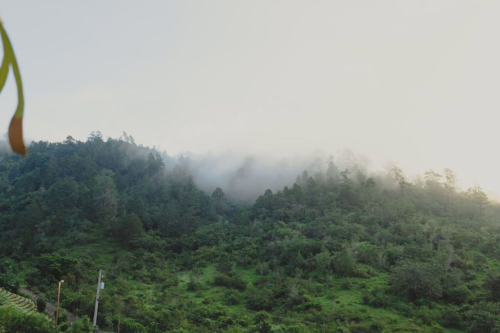A lush green landscape with a forested hill and a clear sky.
