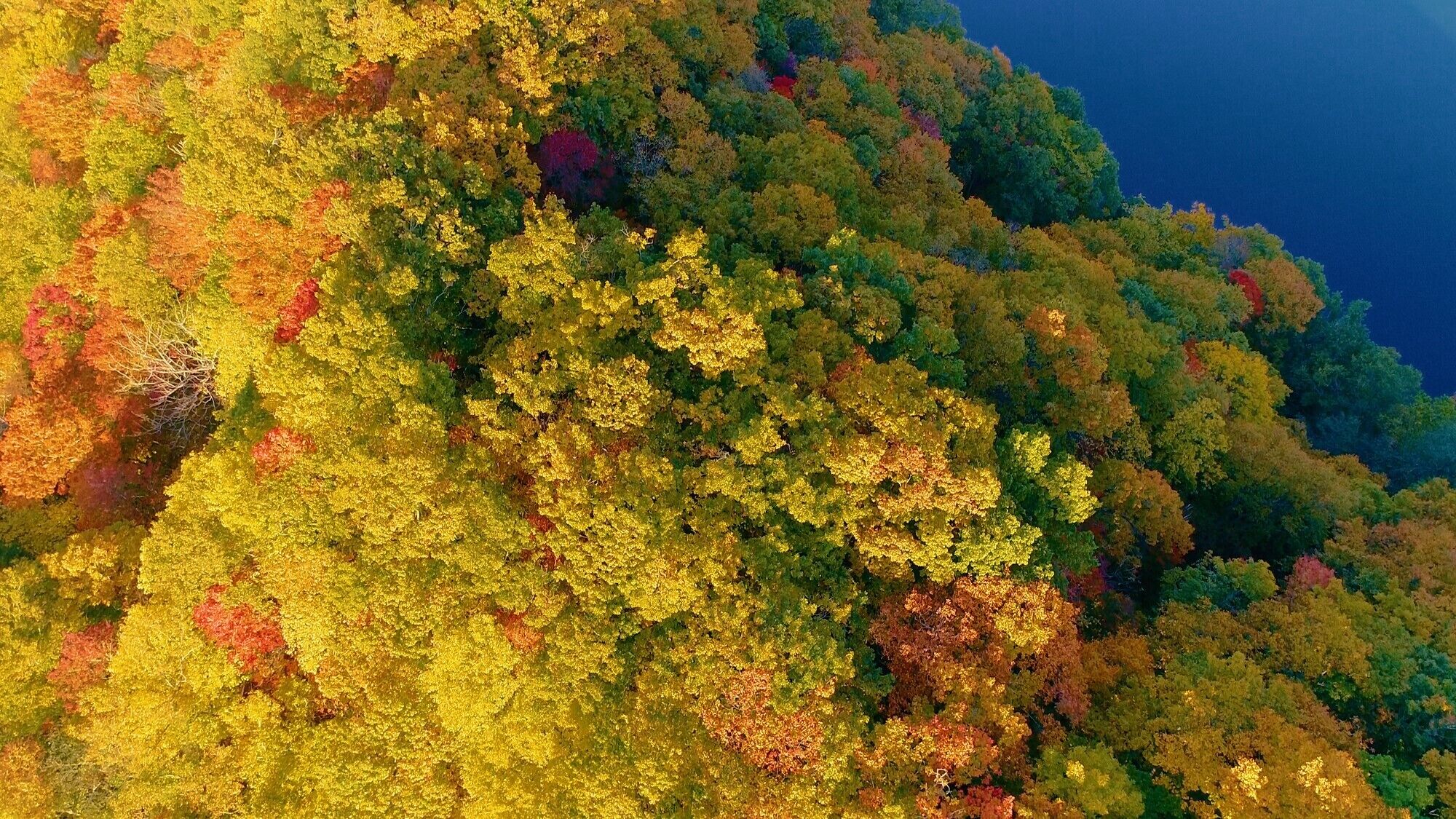 A dense forest with a variety of trees displaying autumn colors.