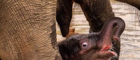 A baby elephant partially submerged in water, with an adult elephant nearby.