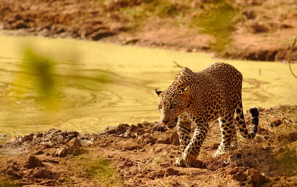 A leopard near a water body. - Makini Bush Camp (Kataragama)