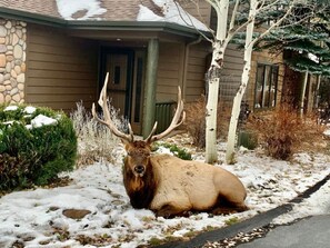 Property grounds - 3 Kings Summit- Family Friendly, Close to RMNP, King Beds, Views, A/C! (Estes Park)